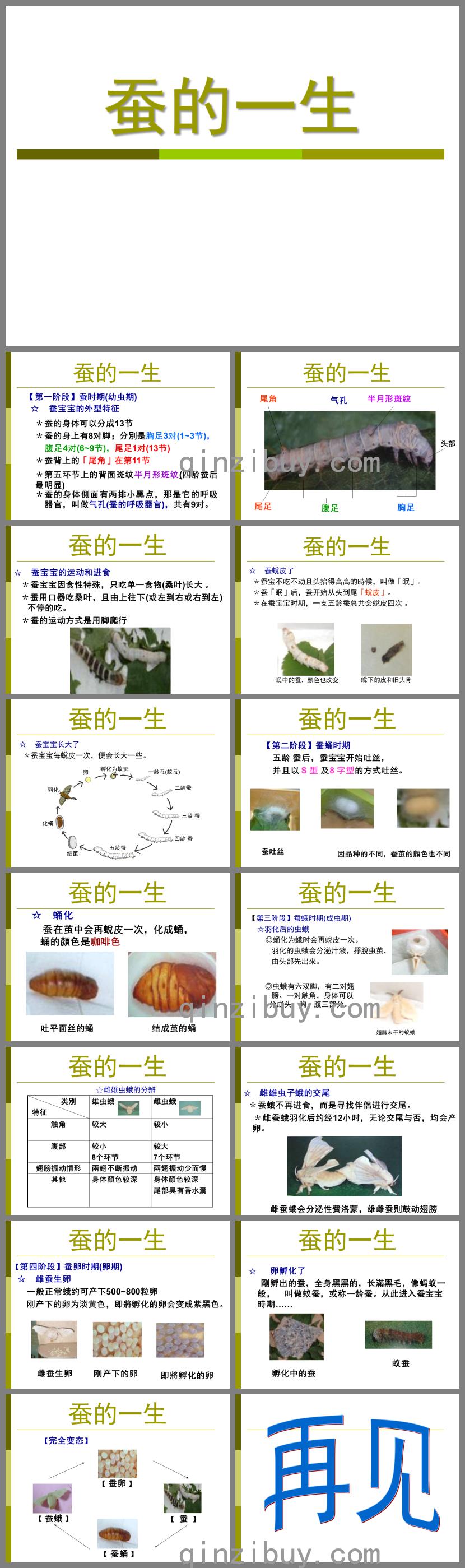 大班科学蚕的一生PPT课件