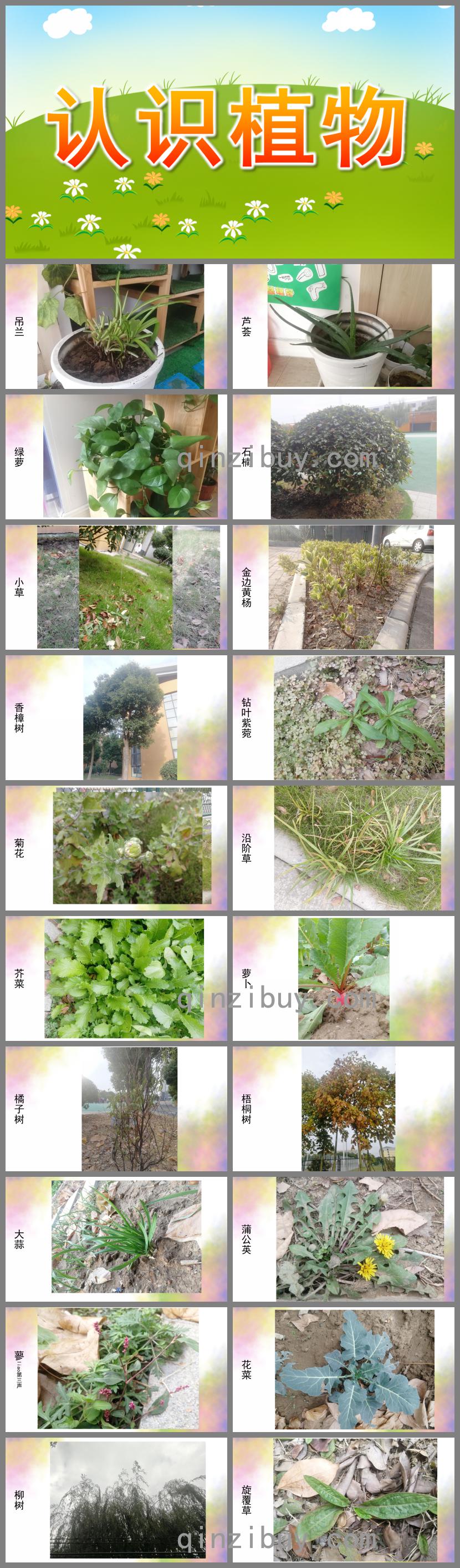 大班语言科学认识植物PPT课件