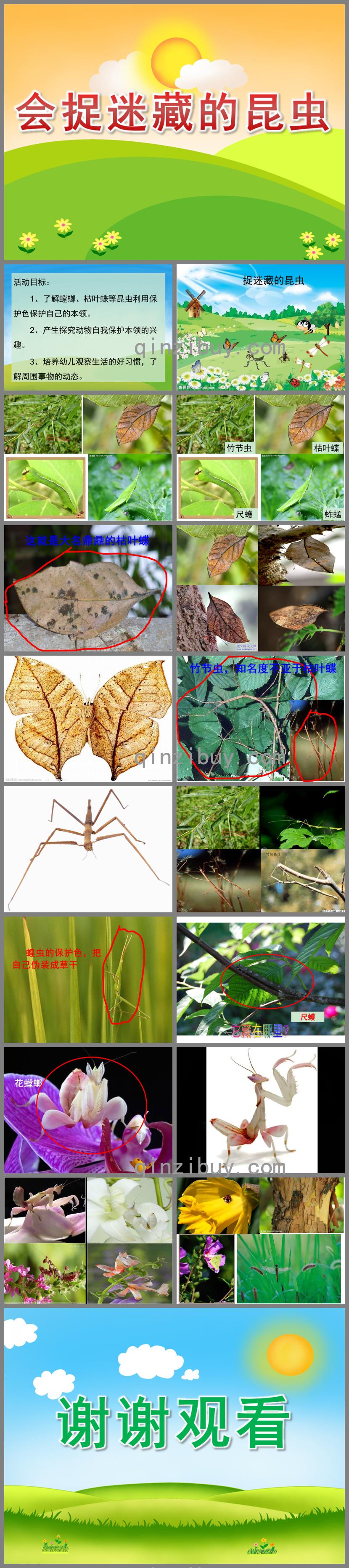 中班科学会捉迷藏的昆虫PPT课件