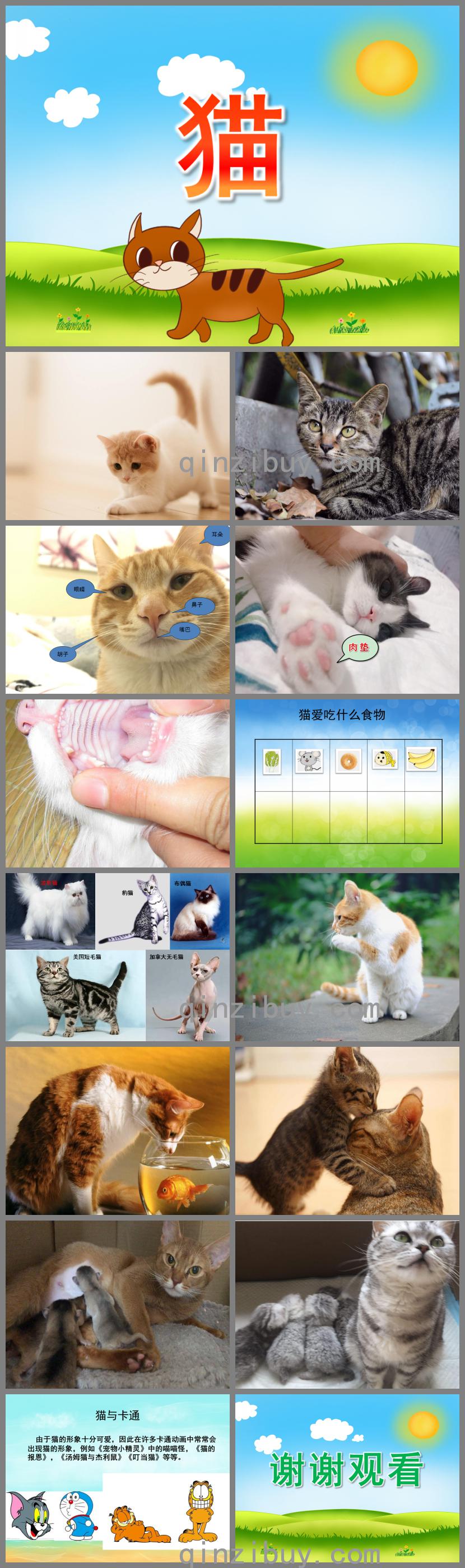 小班科学猫PPT课件