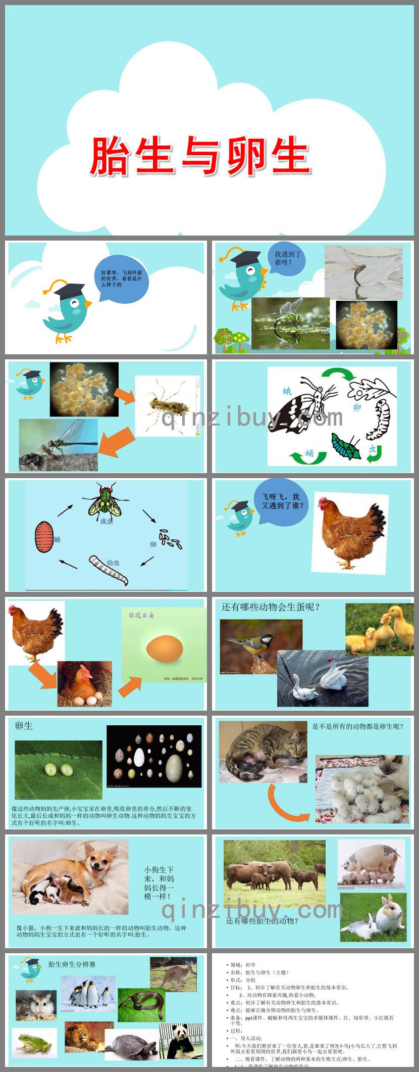 大班科学卵生动物与胎生动物PPT课件