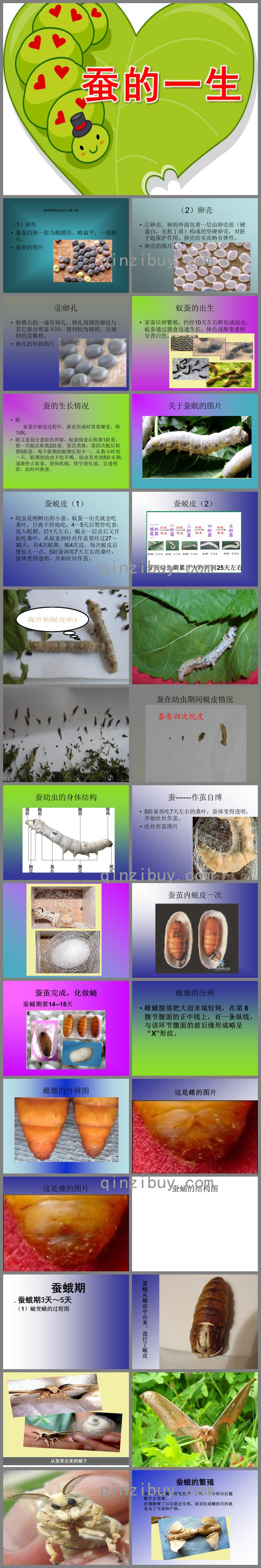 大班科学活动蚕的一生PPT课件