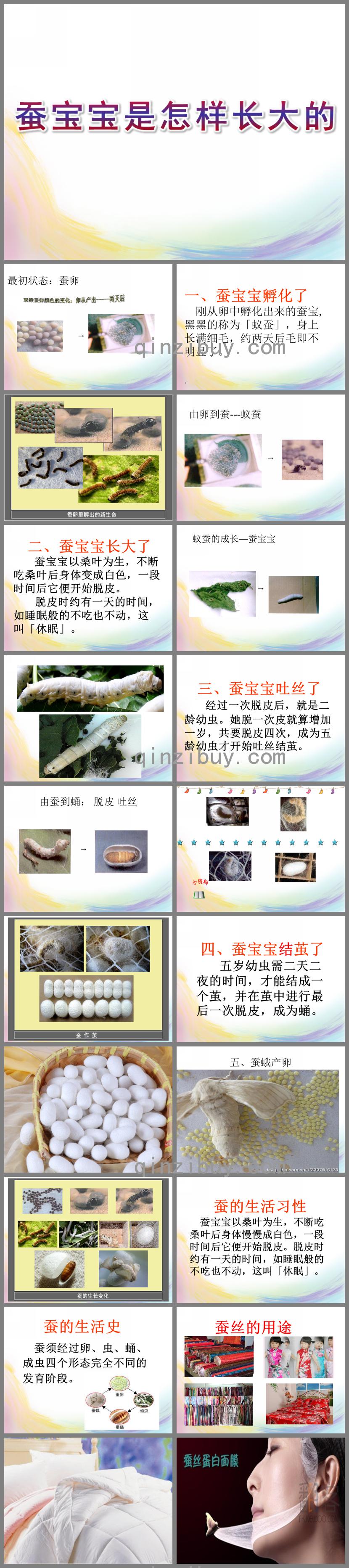 大班科学蚕宝宝是怎样长大的PPT课件