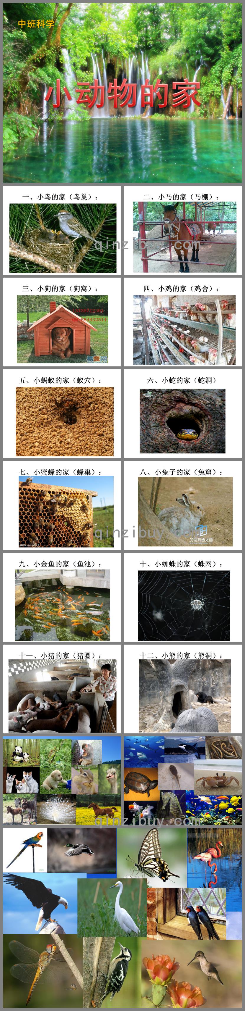 中班科学小动物的家PPT课件