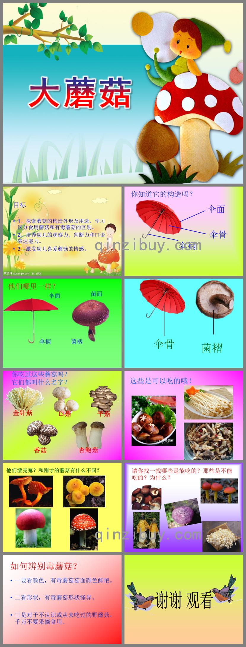 中班科学大蘑菇PPT课件