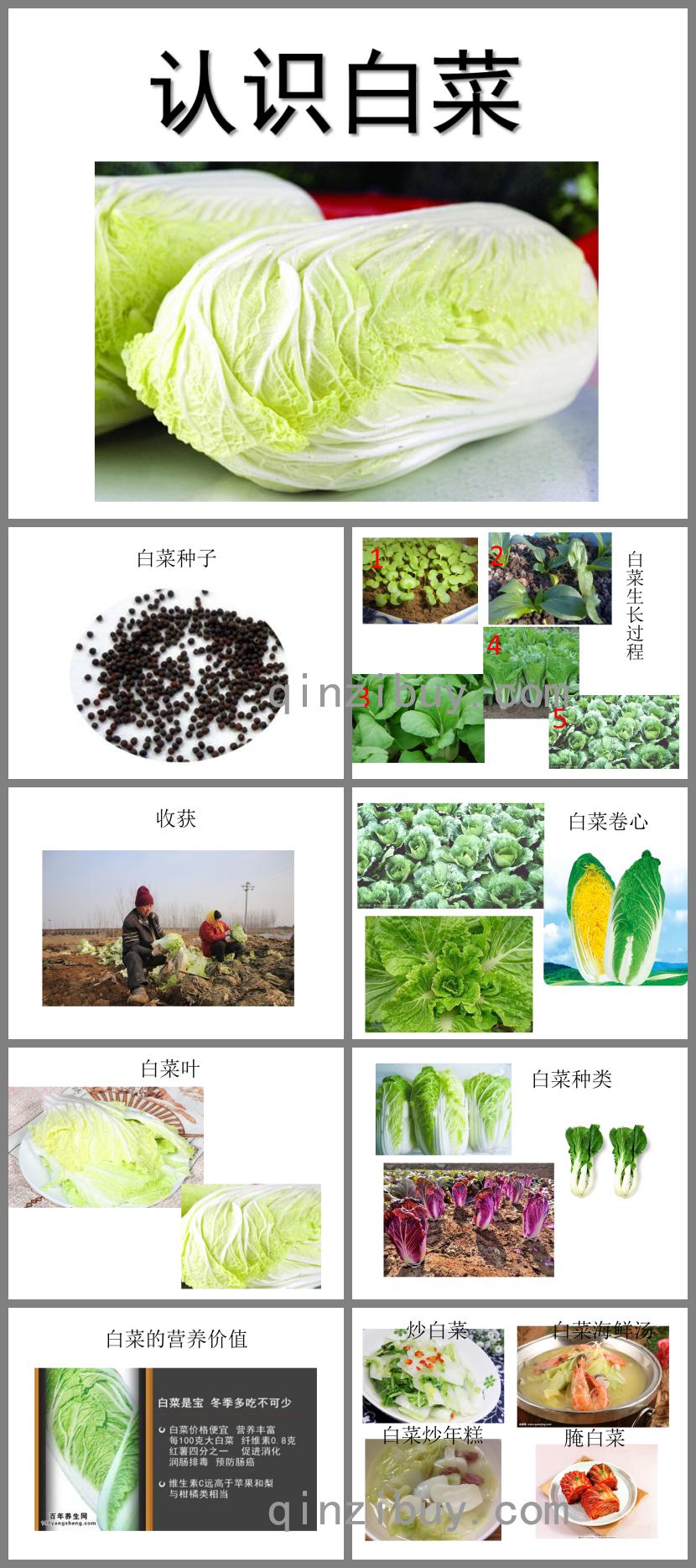 中班科学认识白菜PPT课件