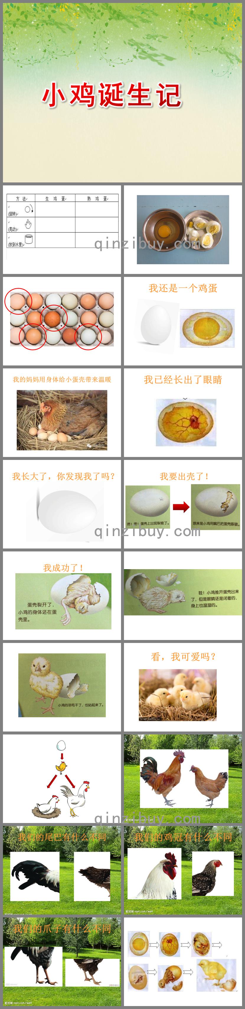 小班科学小鸡诞生记PPT课件