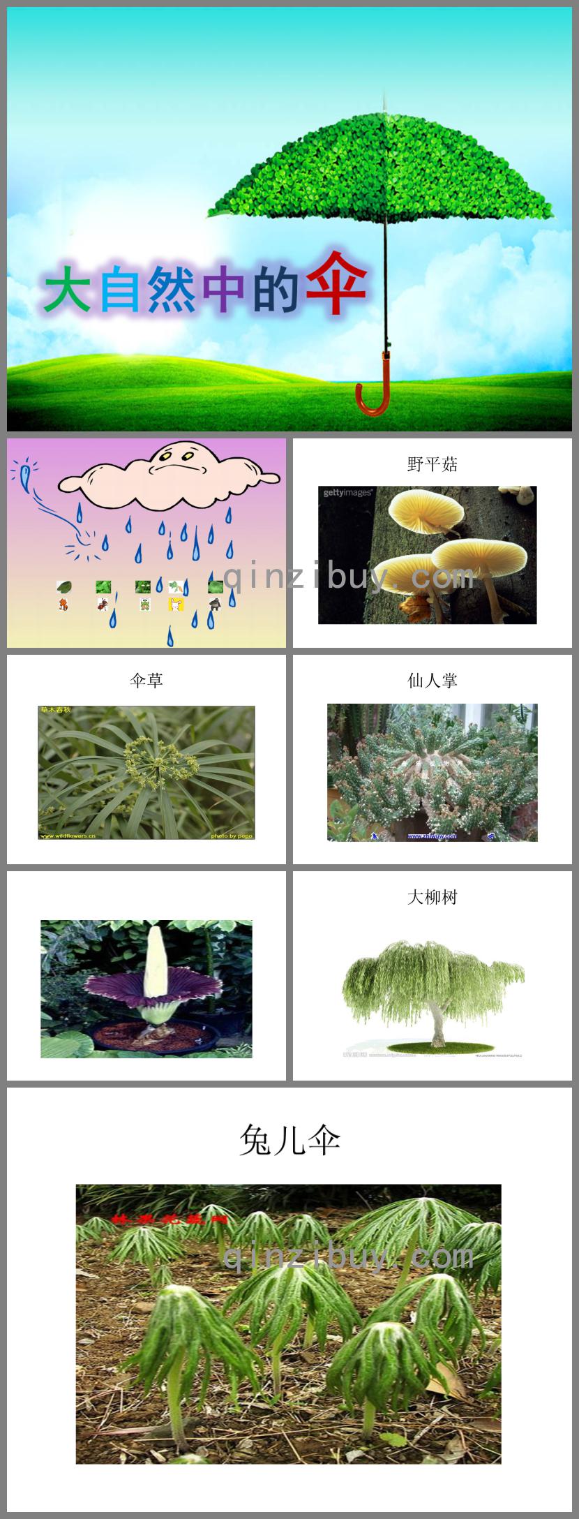 中班科学大自然中的伞PPT课件