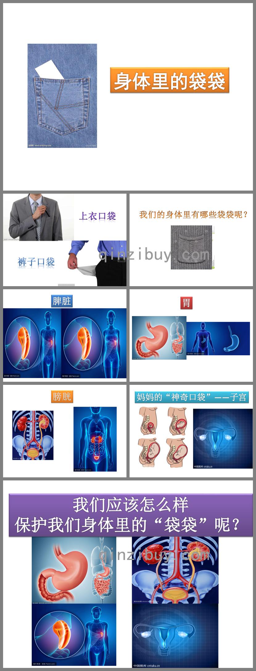 中班科学身体里的袋袋PPT课件