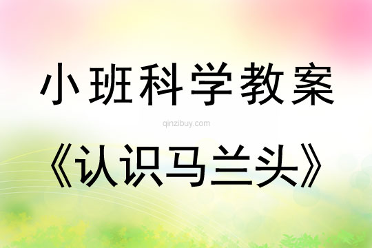 小班科学活动教案：认识马兰头教案(附教学反思)