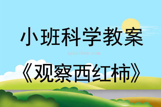 小班科学观察西红柿教案反思