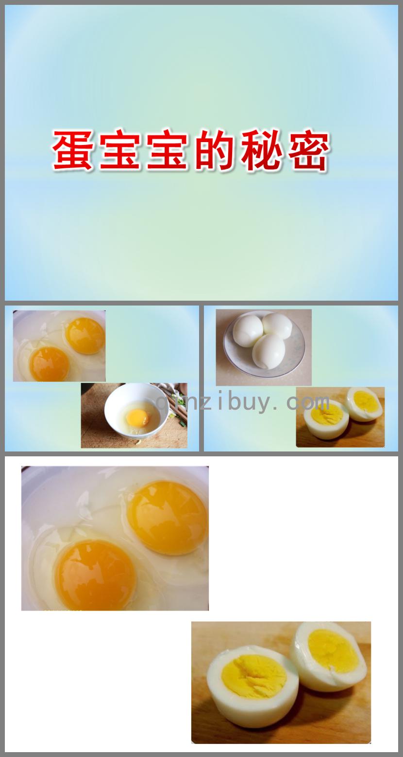 中班科学蛋宝宝的秘密PPT课件