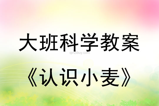 幼儿园大班科学：认识小麦大班科学：认识小麦