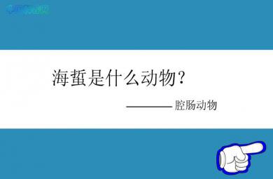 幼儿园科学海蜇是什么动物FLASH课件动画