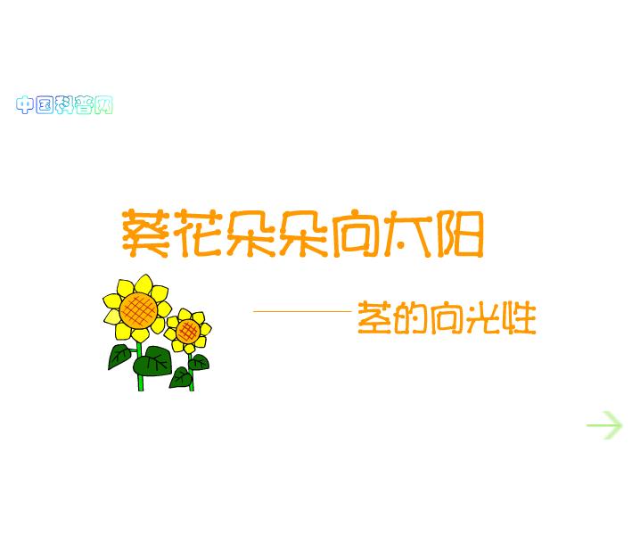 幼儿园科学植物的向光性 葵花朵朵向太阳FLASH课件动画