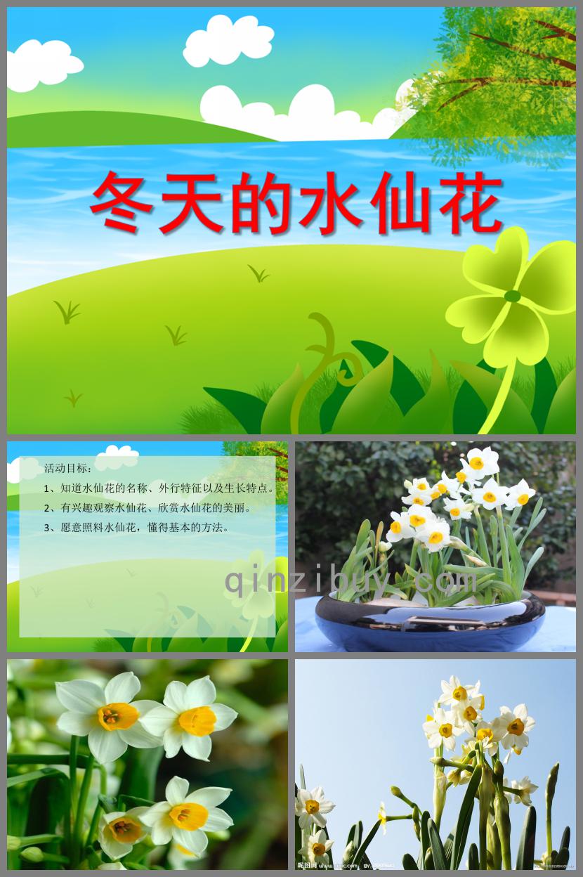 中班科学活动冬天的水仙花PPT课件