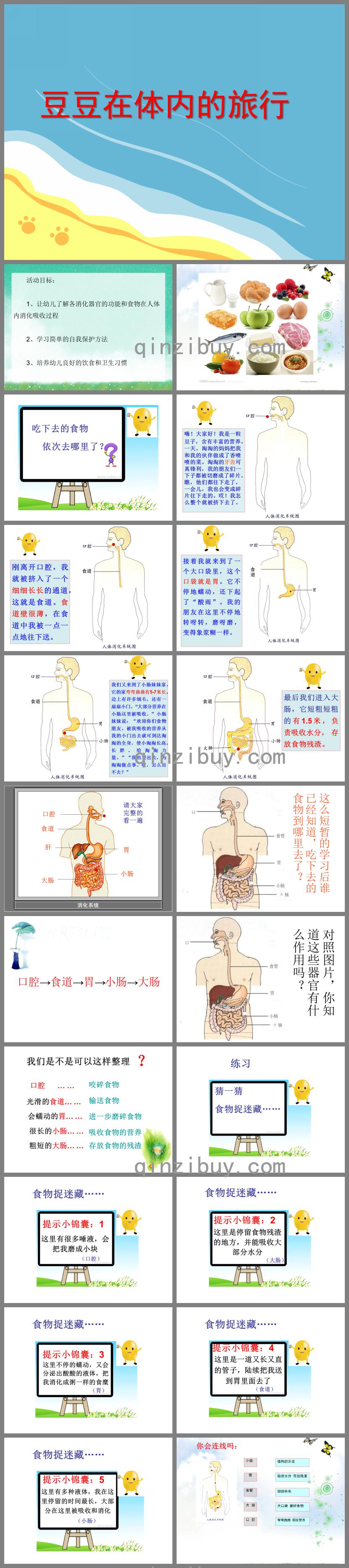 大班健康活动豆豆在体内的旅行PPT课件