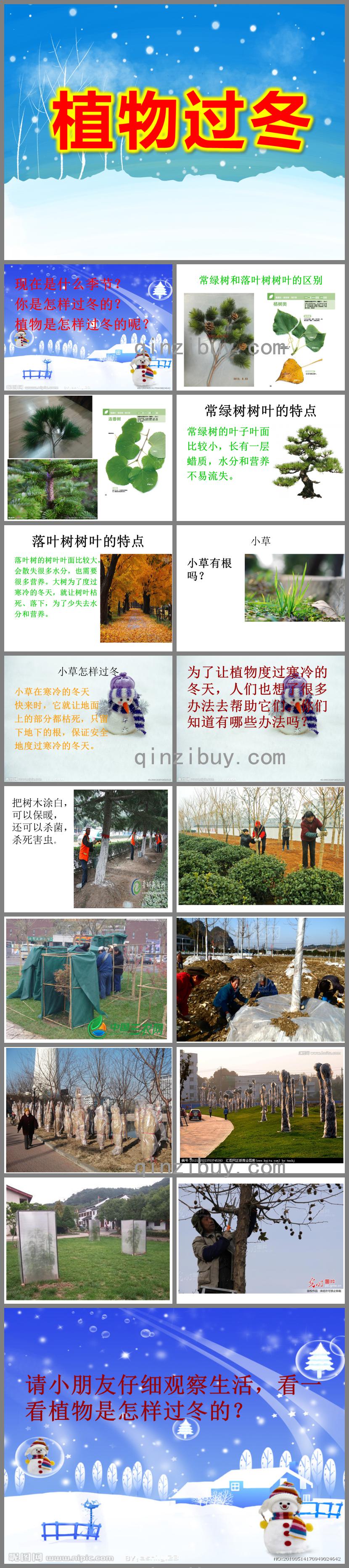 大班科学植物过冬PPT课件