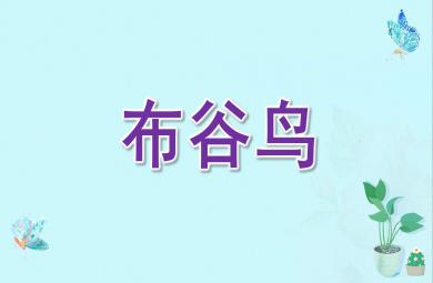 中班音乐布谷鸟PPT课件教案